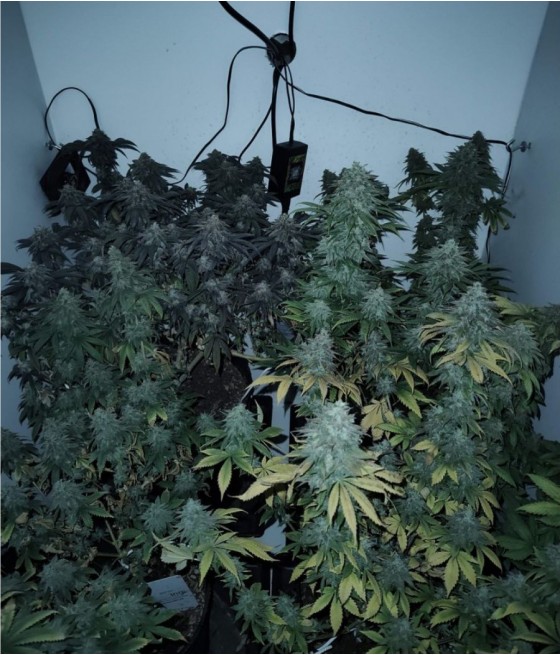 Gorilla Cookies Auto