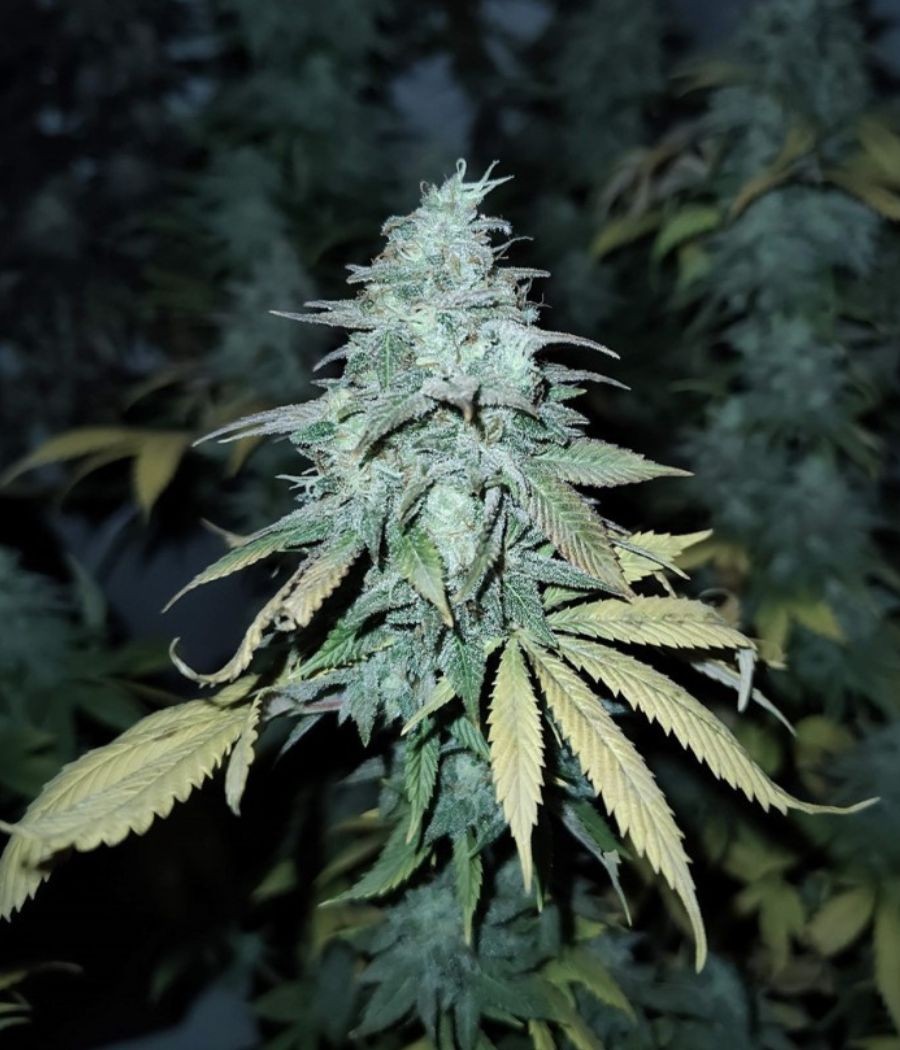 nasiona marihuany Girl Scout Cookies Auto odmiana konopi