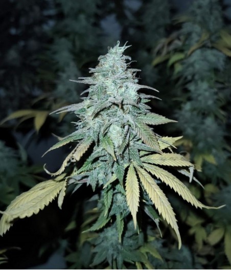 Girl Scout Cookies Auto