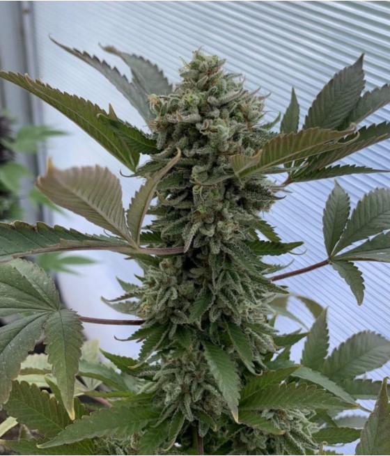 G13 Auto