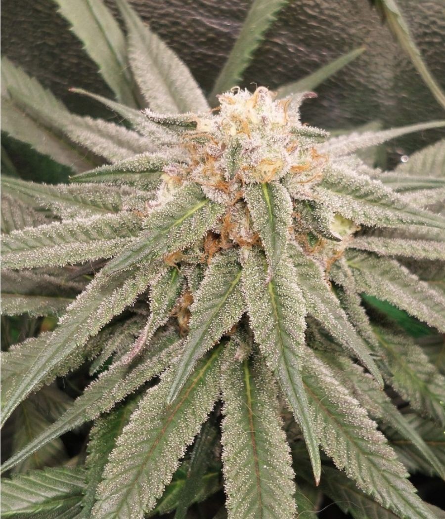 nasiona marihuany Forbidden Glue Auto odmiana konopi