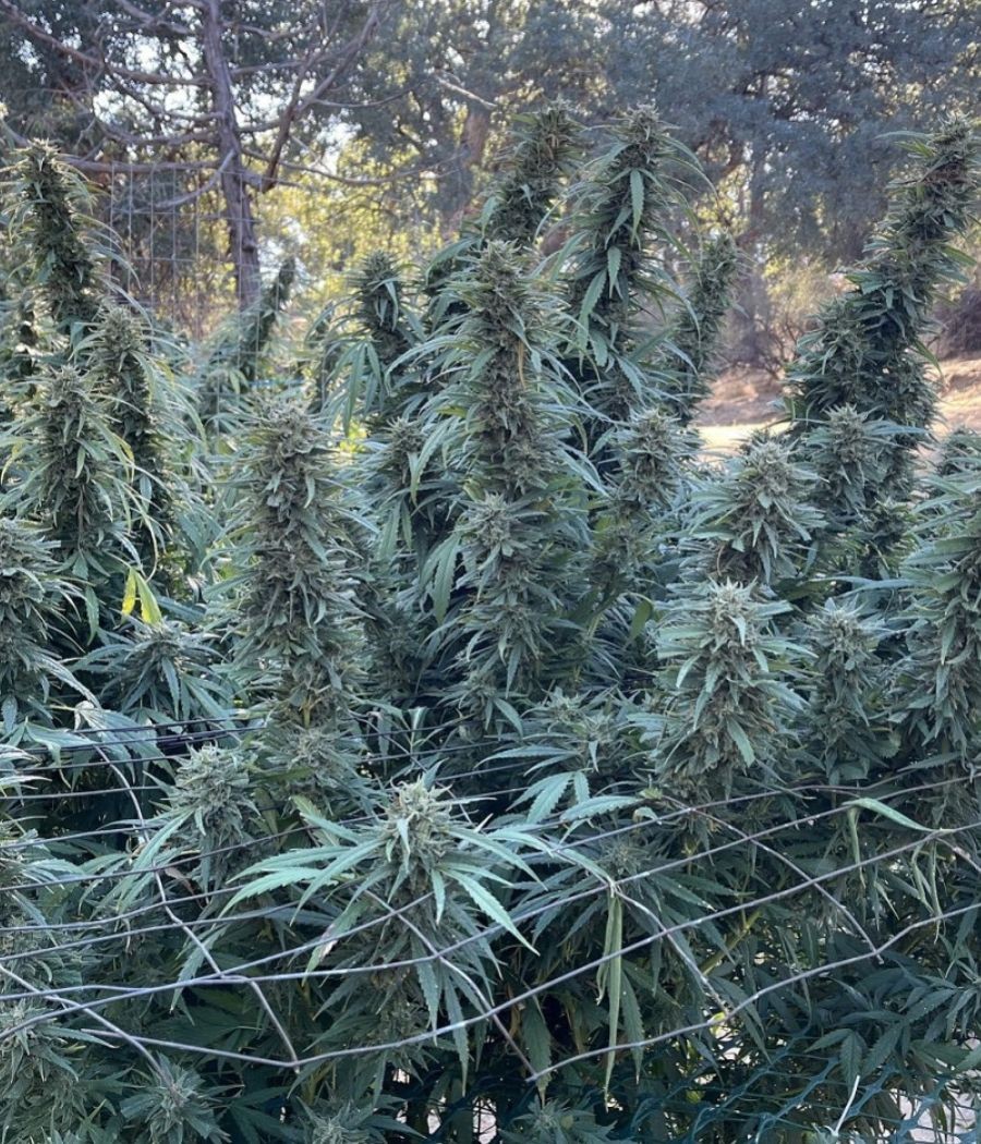 nasiona marihuany Easy Sativa odmiana konopi