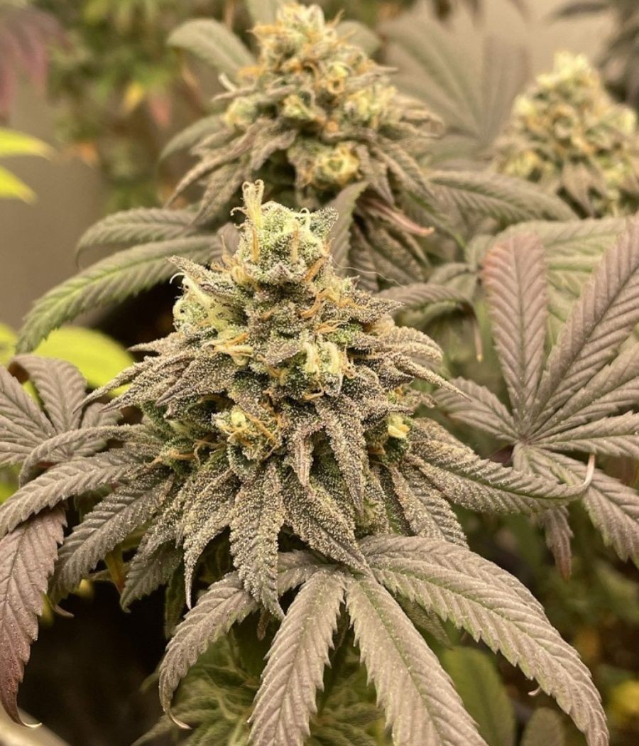 nasiona marihuany Dubai Poison Auto odmiana konopi