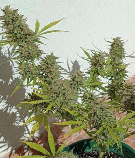 Dubai Poison