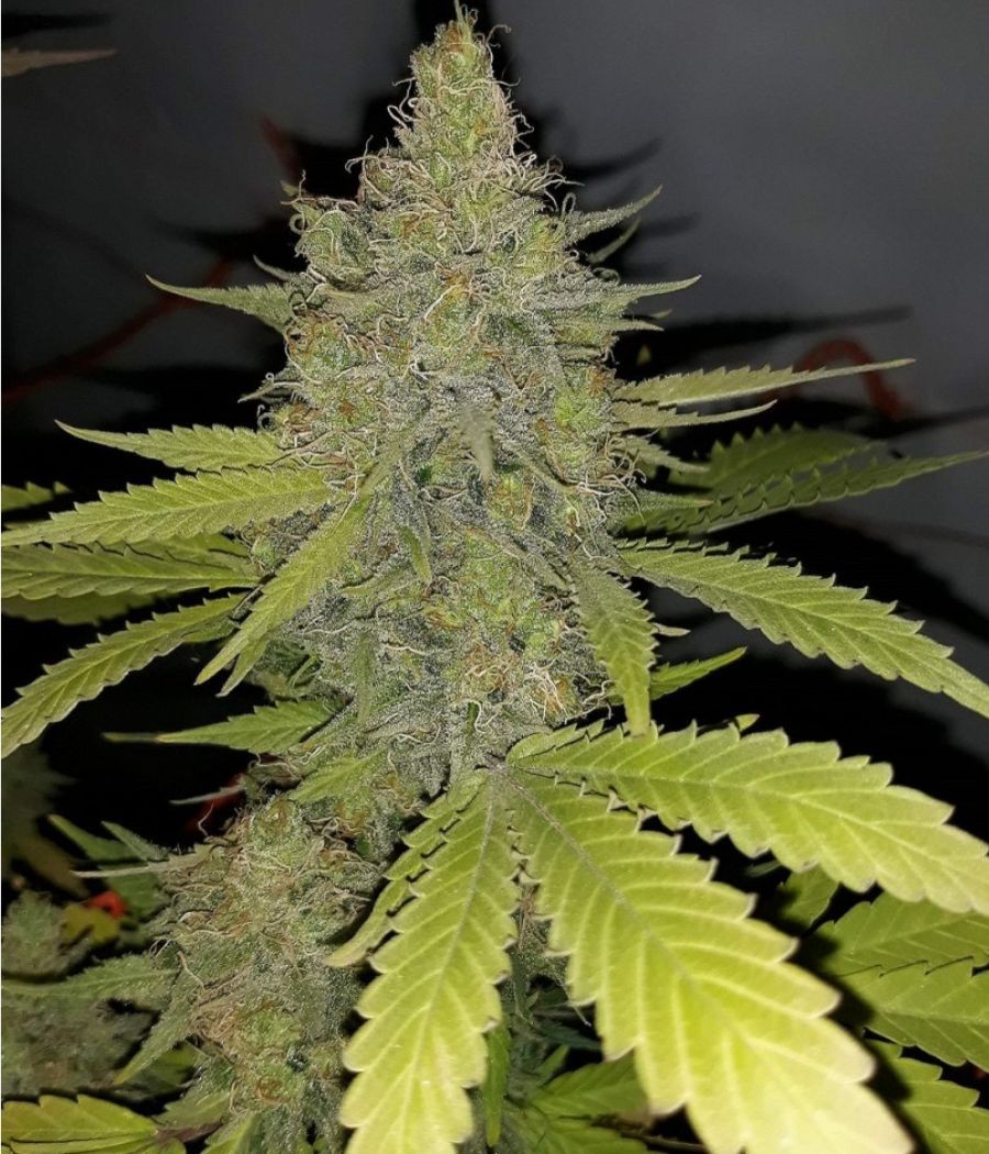 nasiona marihuany Devil's Kiss XL Auto odmiana konopi