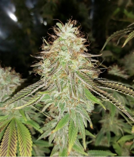 Dark Jack Auto