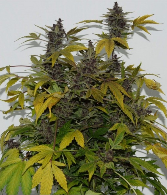 nasiona marihuany Dark Devil's Kiss Auto odmiana konopi