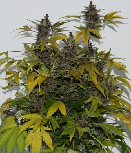 Dark Devil's Kiss Auto