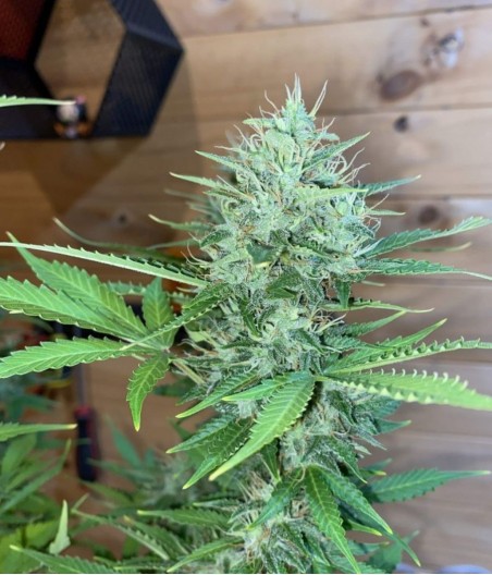Critical Kush Auto