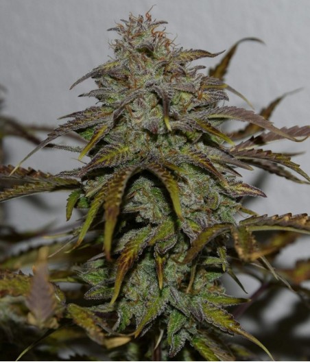 Critical Jack