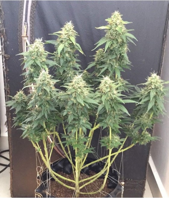 Critical + Auto