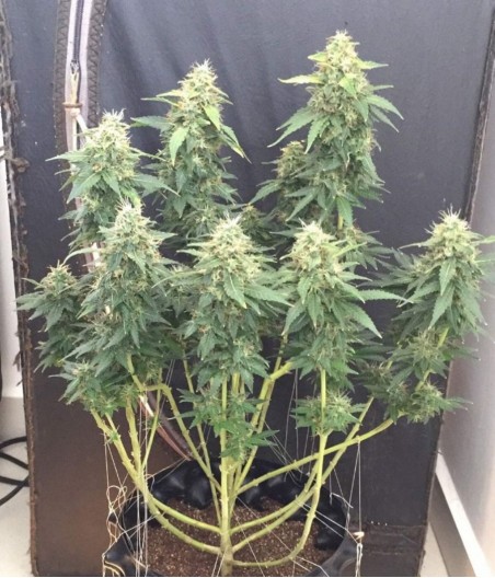 Critical + Auto