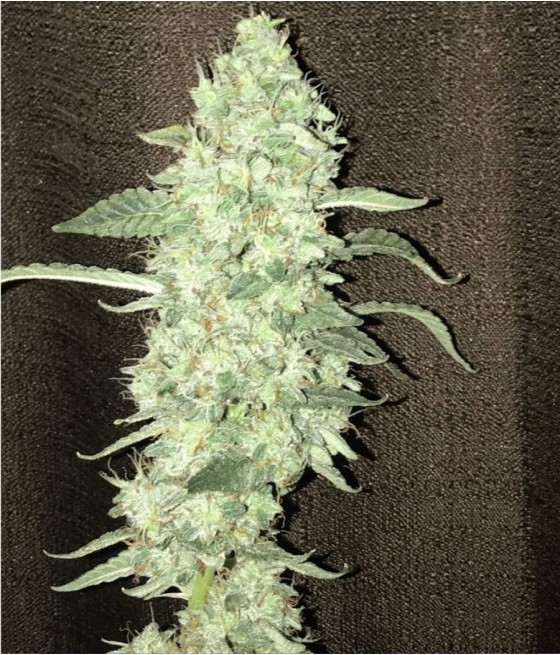 nasiona marihuany Critical + 2.0 Auto odmiana konopi
