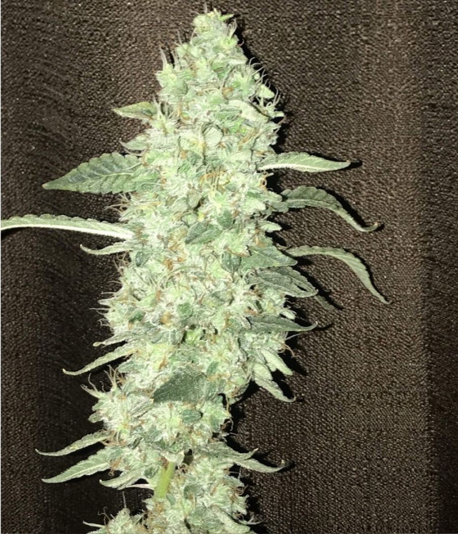 nasiona marihuany Critical + 2.0 Auto odmiana konopi