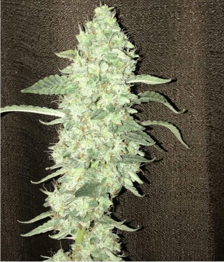 Critical + 2.0 Auto