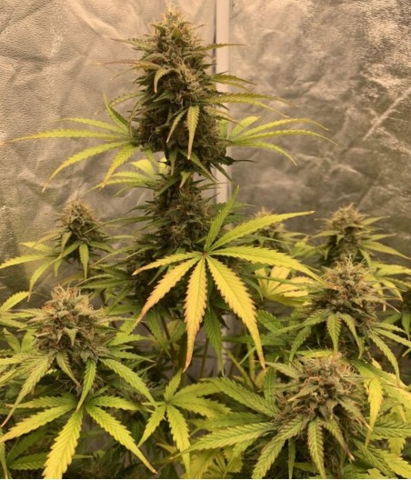 Creamatic Auto