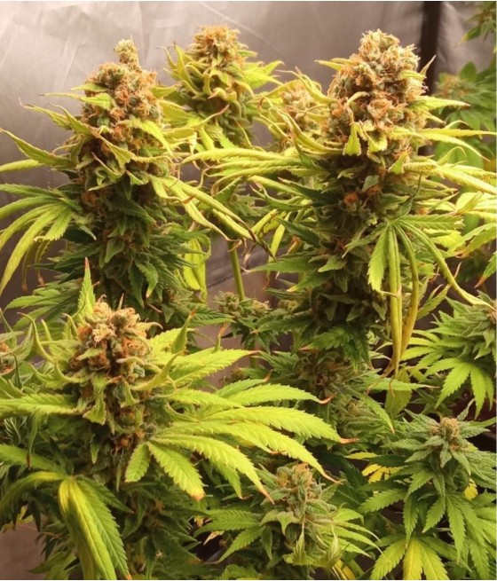 nasiona marihuany Cookies XL Auto odmiana konopi