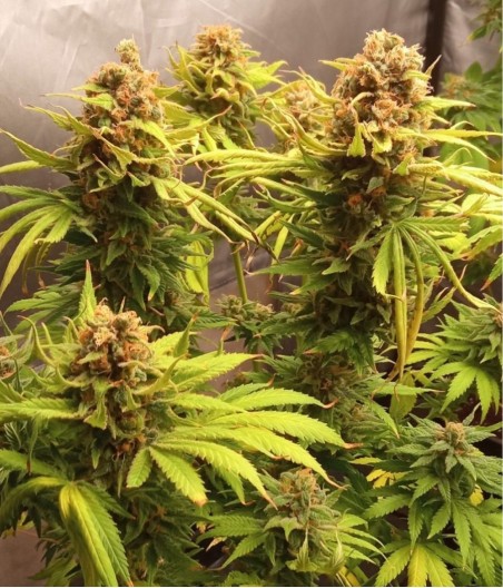 Cookies XL Auto