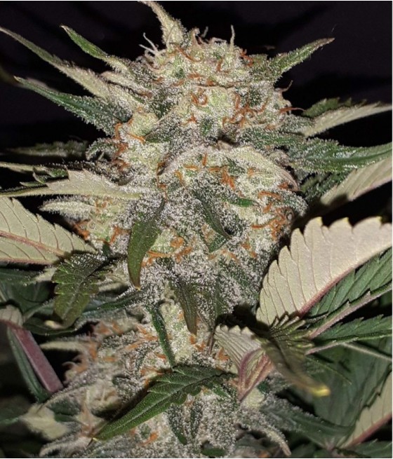 Cookies Sherbet