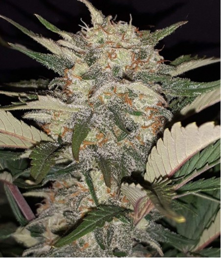 Cookies Sherbet