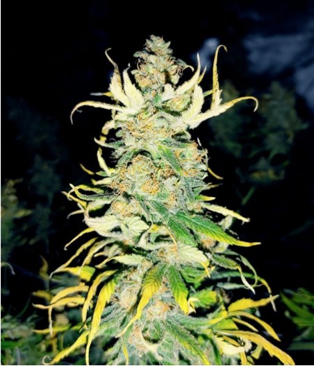 Chronic Auto