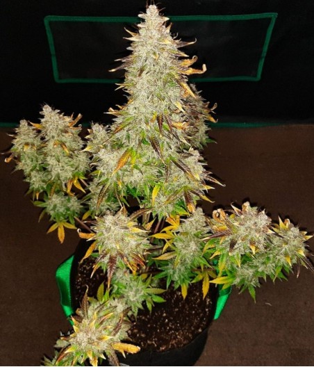 Cheese XXL Auto