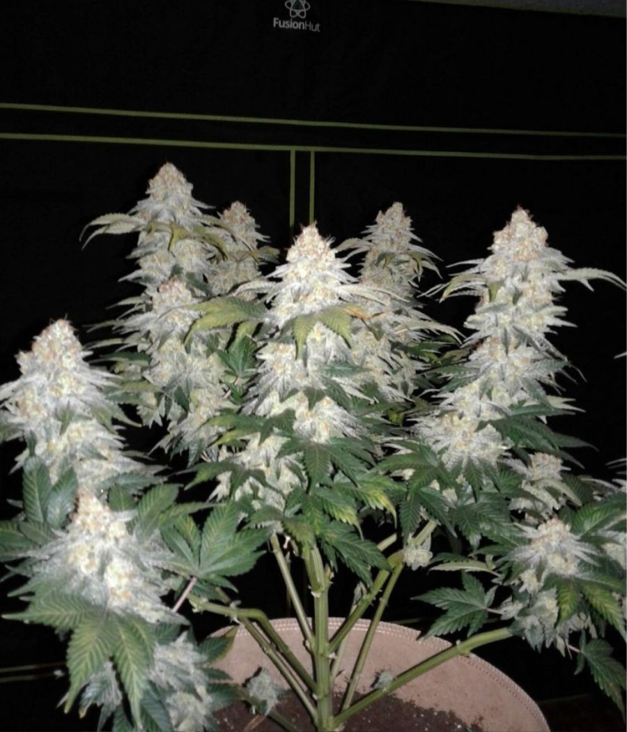 nasiona marihuany White Widow CBD odmiana konopi