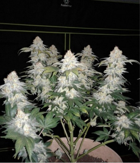 White Widow CBD