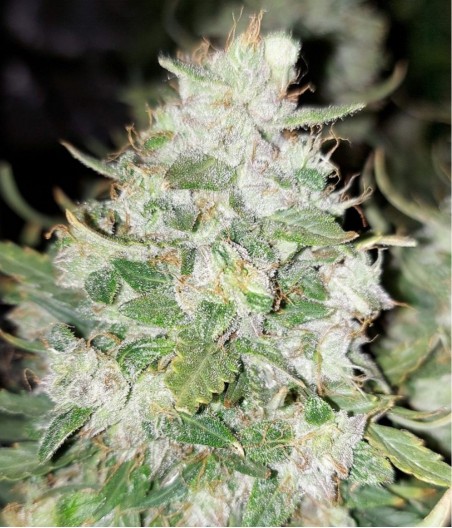 Super Silver Haze CBD