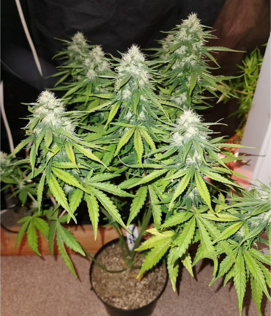 nasiona marihuany NYC Diesel CBD odmiana konopi