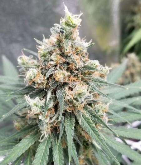 Himalaya Gold CBD