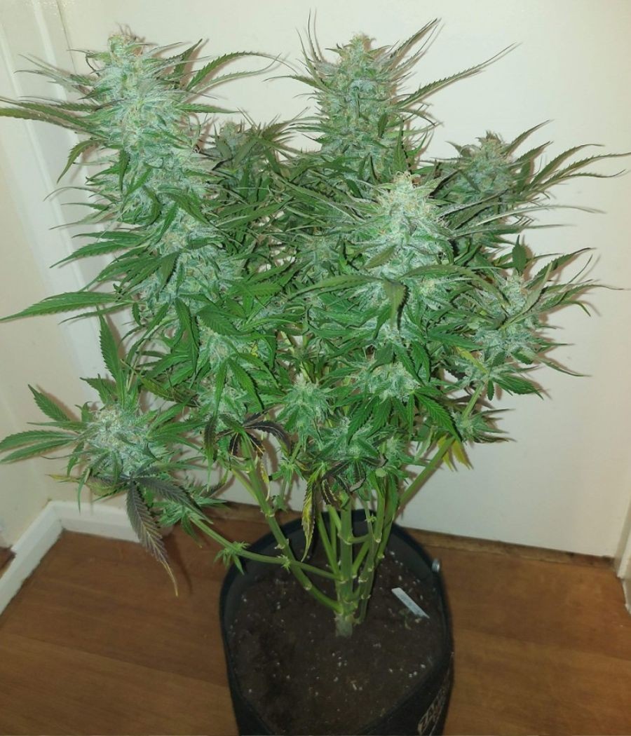 nasiona marihuany Critical Mass CBD odmiana konopi