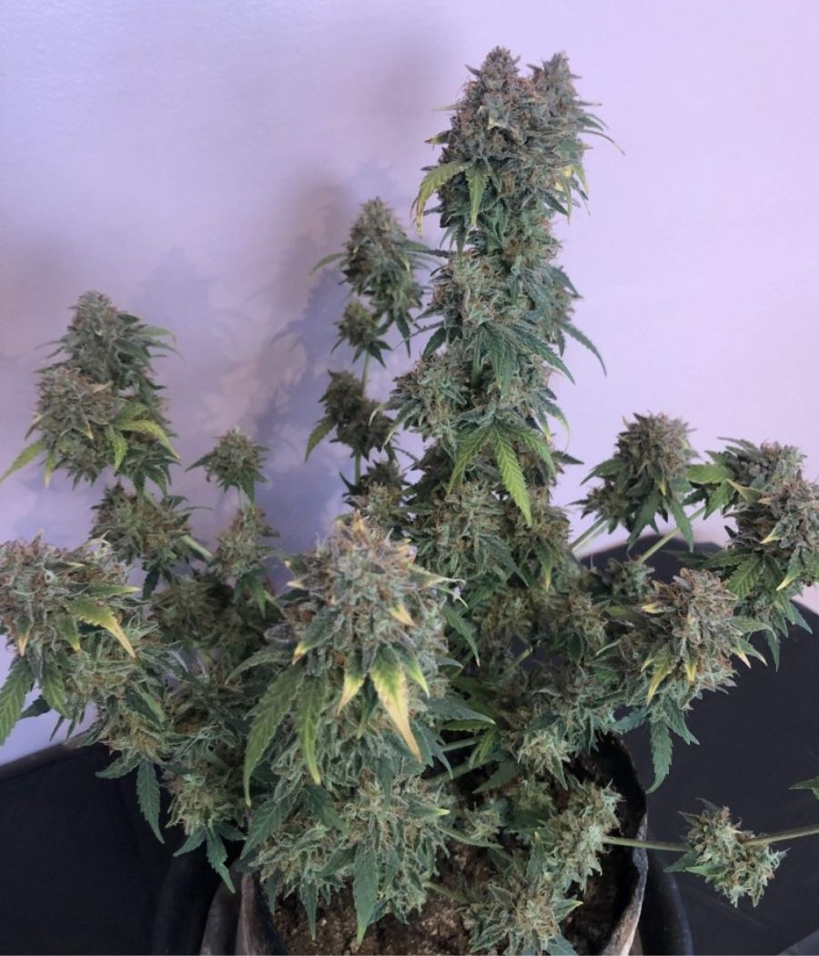 nasiona marihuany AK47 CBD odmiana konopi