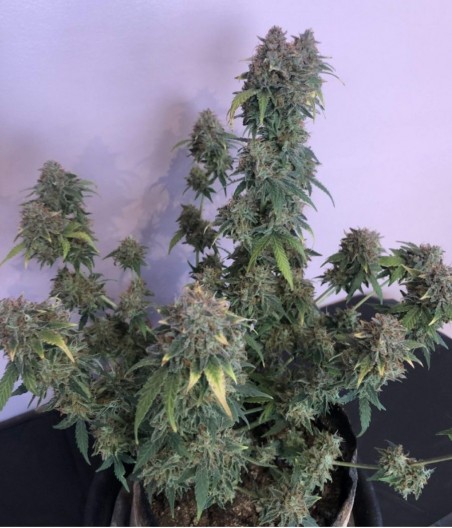 AK47 CBD