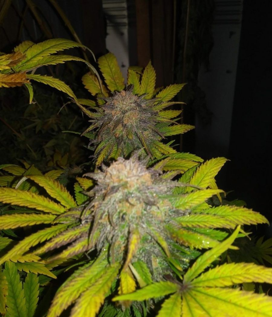 nasiona marihuany Blue Dream Auto odmiana konopi