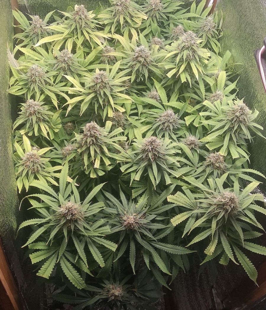 nasiona marihuany Blue Dream odmiana konopi