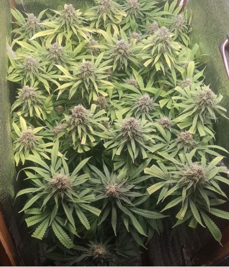 Blue Dream