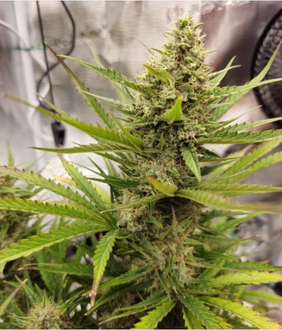Blue Cheese Auto