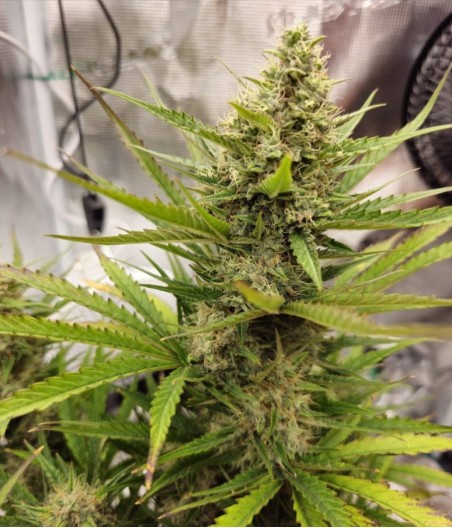 Blue Cheese Auto