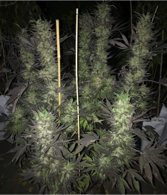 nasiona marihuany Blue Cheese odmiana konopi