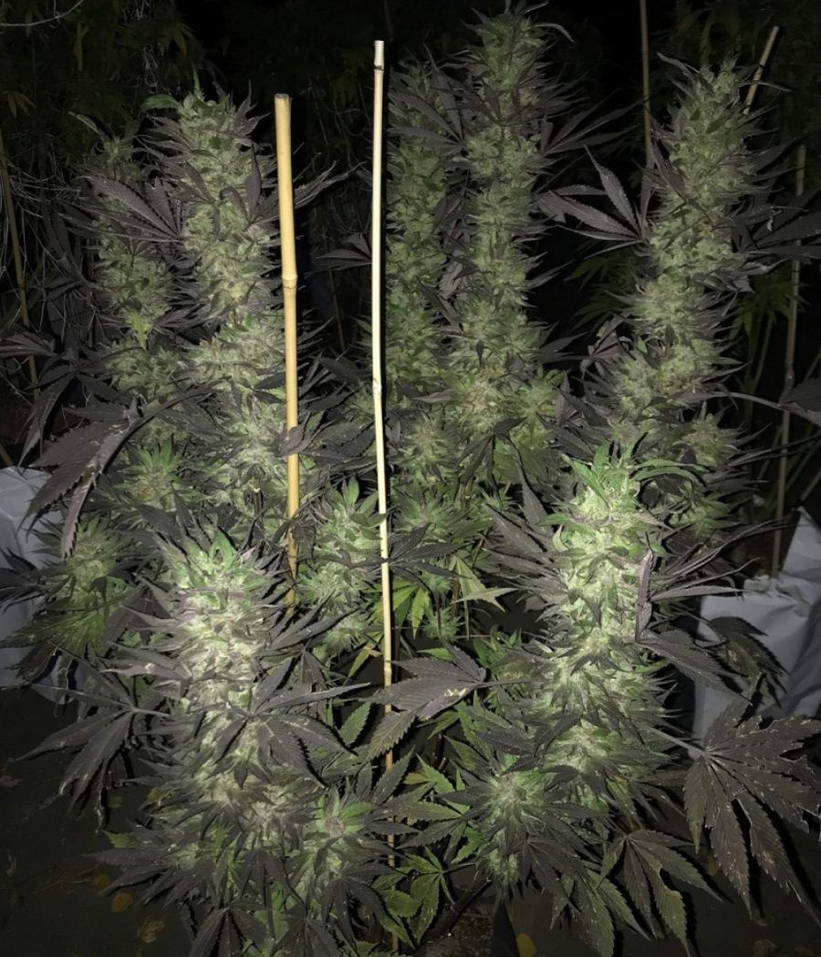 nasiona marihuany Blue Cheese odmiana konopi