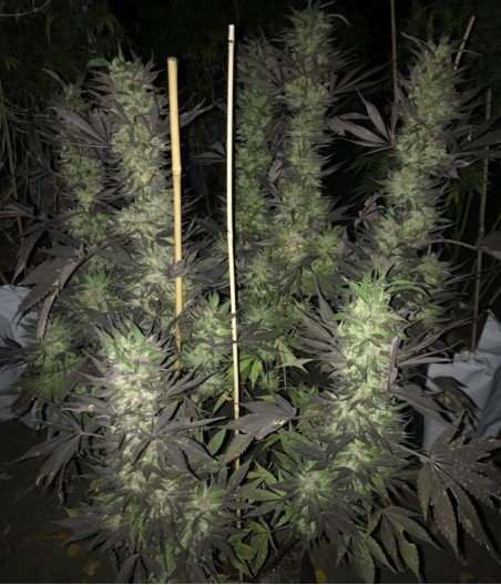 Blue Cheese