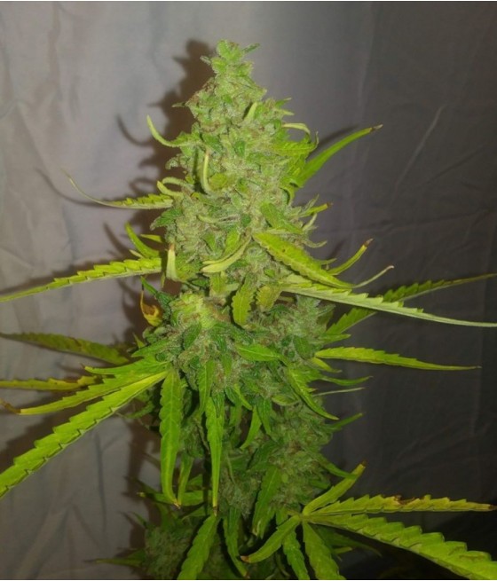 nasiona marihuany Banana Zkittlez odmiana konopi