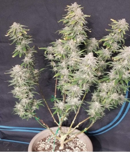 Banana Sherbet