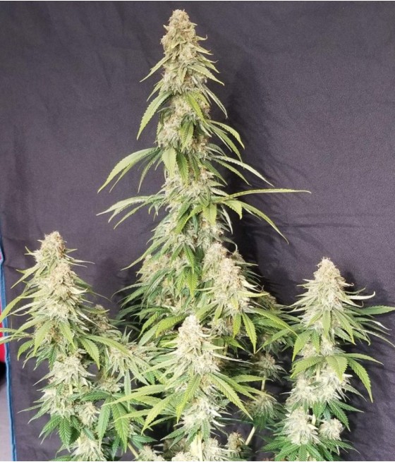 Amnesia XXL Auto