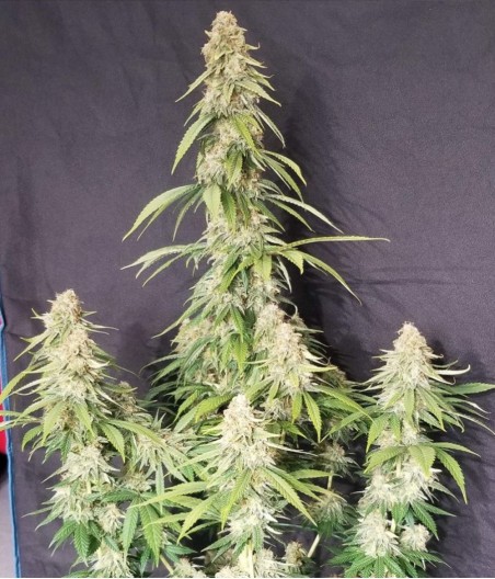 Amnesia XXL Auto