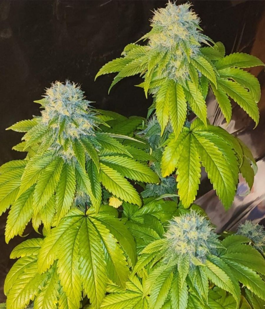 nasiona marihuany Amnesia Lemon Auto odmiana konopi