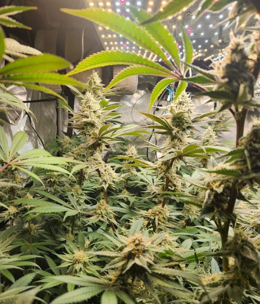 nasiona marihuany Amnesia Lemon odmiana konopi