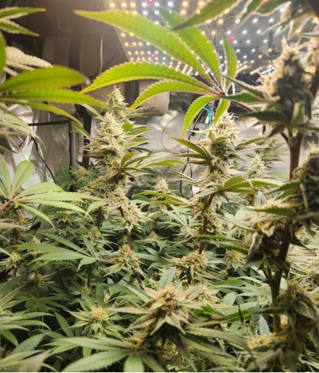 Amnesia Lemon
