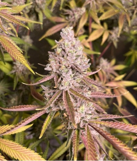 Amnesia Gold Auto